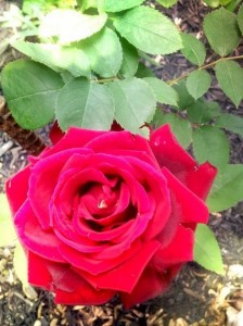 Roses Growing With Coffee Grounds via Hometalker Penny