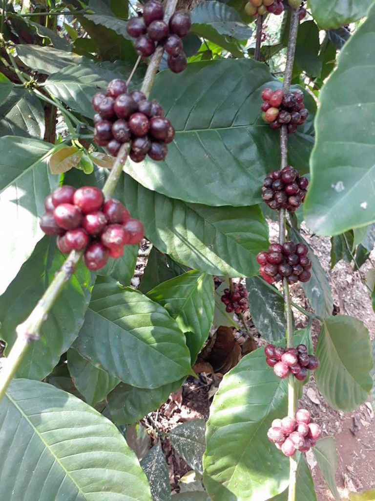 CoffeeFlowes04BF03oct2018