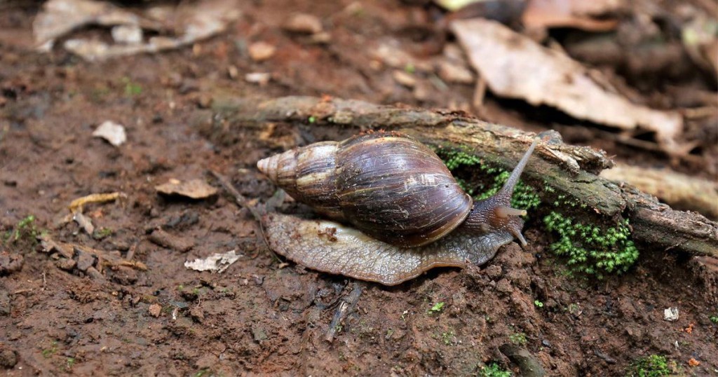 A giant African land snail, Achatina fulica, in a coffee estate in Kodagu district, Karnataka. | Abhishek Chinnappa/Mongabay