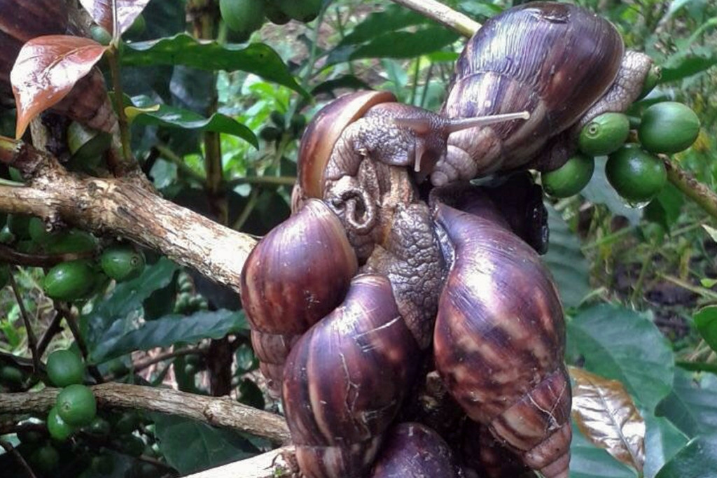 Giant African land snail, an invasive species, infest a coffee plant in Kodagu, Karnataka. Planters lose up to Rs 12,000 per acre in efforts to get rid of the pest. Credit: Pradeep Kumar/Mongabay