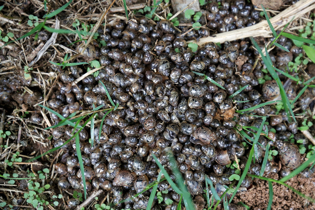 Giant African land snails in their early development stages inside a coffee estate in Handli village, Kodagu district. These fast-breeding snails have a lifespan of almost 15 years and can produce approximately 1,000 eggs in that period. Credit: Abhishek Chinnappa/Mongbay