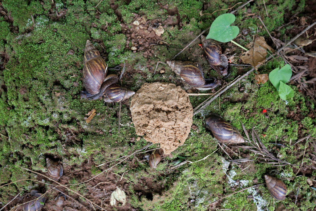 Researchers at the Central Coffee Research Institute in Chikmagalur district of Karnataka devised a successful catch-and-kill method to control the snail’s invasion. A bait made of rice bran, jaggery, castor oil and a chemical, thiodicarb, is used to lure and kill the pests. Credit: Abhishek Chinnappa/Mongabay