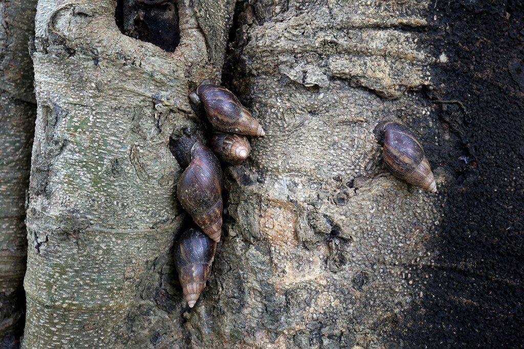 An escargatoire of giant African land snails on a ficus tree inside a coffee estate in Kodagu. While the infestation seems to be under control in the estates of Kodagu, Kerala is yet to find a solution. Credit: Abhishek Chinnappa/Mongabay