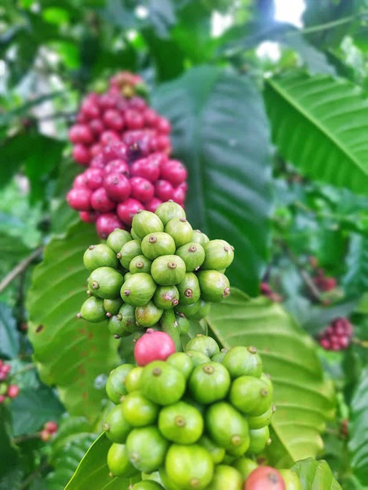 price-of-robusta-coffee-touches-all-time-high-as-brazilian-production